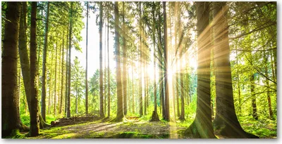 Produktbild von Tulup® Glas-Bild - 100x50 -Wandkunst - Wandbild hinter gehärtetem Sicherheitsglas  - Landschaften - Wald Sonne - Grün