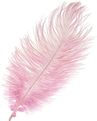 Produktbild von Straußenfedern Rosa Deko 20-25cm 12 Stück Echte Federn Hochzeit Basteln