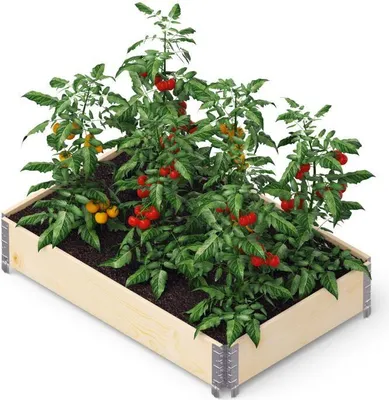 A raised garden bed filled with tomato plants.