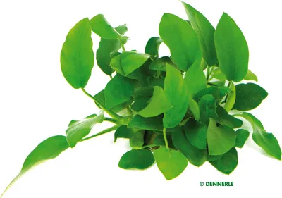 Produktbild von Anubias barteri nana Zwergspeerblatt mehrtriebig Aquariumpflanze