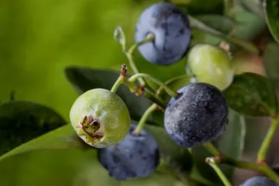 Produktbild von Vaccinium corymbosum 'Nelson', Heidelbeere, große Früchte, 40 cm