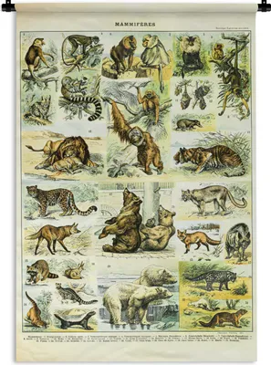 Produktbild von MuchoWow® Wandteppich Wandbehang Tiere - Affe - Bären 60x90 cm Tapisserie Dekoration Wandtuch - Foto-Teppich - Abwaschbar