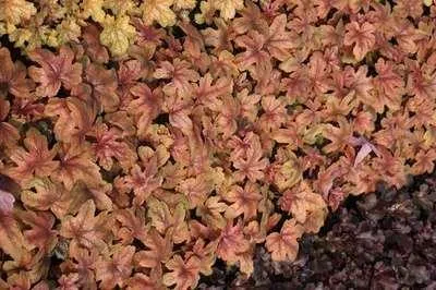 Produktbild von 6 x Heucherella hybr. 'Sweet Tea'® - Bastardschaumblüte - Topf 9 x 9 cm