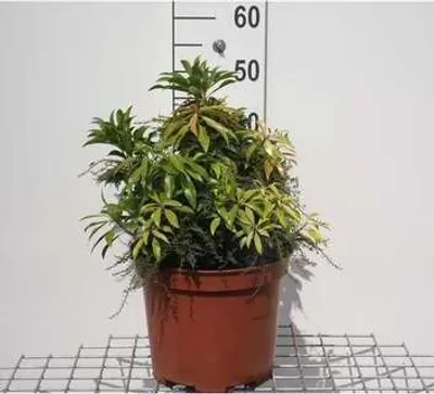 Produktbild von Pieris hybr. 'Forest Flame' - Japanische Lavendelheide 50- 60 cm - Container