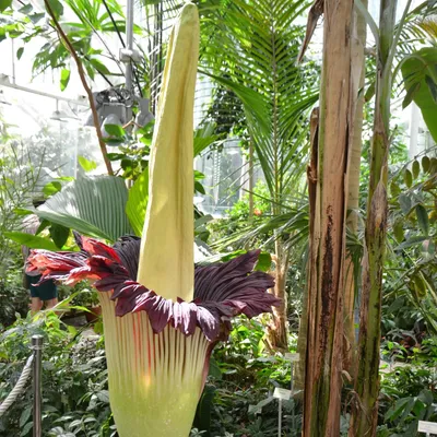 Zdjęcie produktu dla Amorofalus tytanowy (Amorphophallus titanum)  – 1 wykiełkowane nasiono