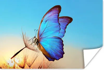 Produktbild von MuchoWow® Poster Schmetterling - Löwenzahn - Blau 180x120 cm - Fotoplakat