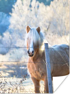Produktbild von MuchoWow® Poster Pferd - Winter - Schnee 30x40 cm - Wandplakat - Poster Kinderzimmer
