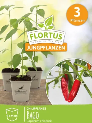 Artikelbild 6 von 'Chilipflanze Bago' aus der Kategorie Chilipflanzen