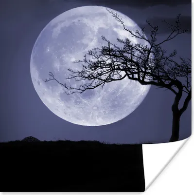 Produktbild von MuchoWow® Poster Mond - Baum - Schwarz 30x30 cm - Wandposter - Printing