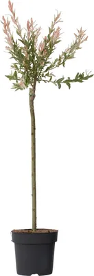 Produktbild von Zierweide - Salix integra 'Flamingo' - Höhe 90-110cm - Topf 19cm