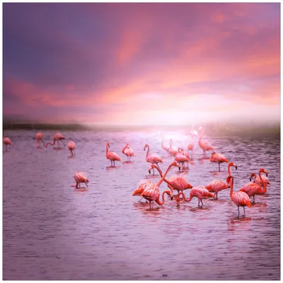 Produktbild von Wallario Magnet für Kühlschrank / Geschirrspüler, magnetisch haftende Folie - 60 x 60 cm, Motiv: Rosa Flamingos bei Sonnenuntergang