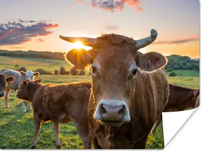Produktbild von MuchoWow® Poster Kühe - Sonne - Wiese - Landleben 160x120 cm - Foto Plakat