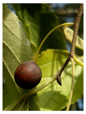 Produktbild von Zürgelbaum Celtis australis Pflanze 15-20cm