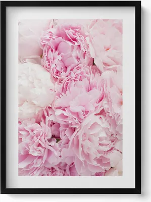 Produktbild von Zarte Pfingstrosenblüten– Wandbild mit Rahmen – Gerahmtes Bild  – Wanddekoration – 50x70 cm –  Schwarz Rahmen