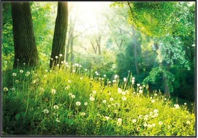 Produktbild von Wallario Wandbild Pusteblumen im Wald mit einfallenden Sonnenstrahlen, Größe: 70,30 x 100,30 cm, Poster mit schwarzem Aluminiumrahmen