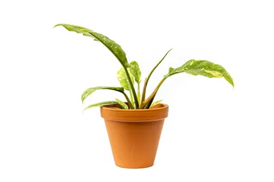 Obrázek produktu pro Gardners Philodendron narrow Ring of Fire, průměr 14 cm