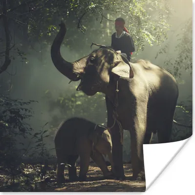 Produktbild von MuchoWow® Poster Elefantentrainer mit einem Elefanten und seinem Baby im Wald 75x75 cm - Wand Dekoration
