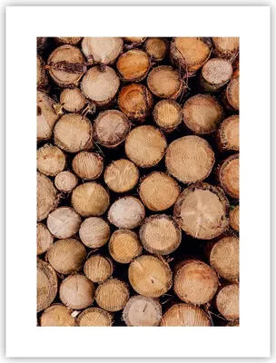 Produktbild von Poster - Poster ohne Rahmen - Holz Baumstämme Stämme - 30x40 cm - Wand Bild - Wanddeko - Wandbilder - Kunstposter - Wandposter - Bilder - Kunstdruck - Wanddekoration - Wandbild - P2XPA30x40-4864
