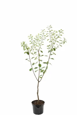 Produktbild von Pflaume Opal Hochstamm 100–120 cm – selbstfruchtender Pflaumenbaum Prunus domestica 'Opal', süße frühe Ernte, winterhart, Obstbaum für Garten