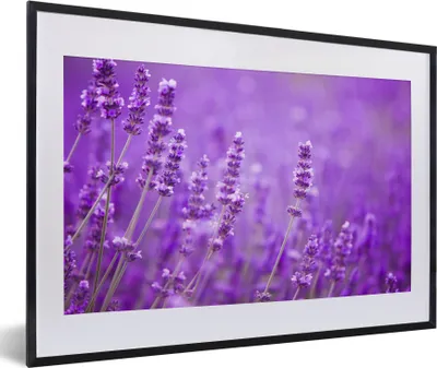 Produktbild von MuchoWow® Gerahmtes Poster Lavendel - Nahaufnahme - Blumen - Lila 60x40 cm - Poster mit Schwarzem Bilderrahmen Wandposter Rahmen Foto Bilder - Schlafzimmer - Plakat in Rahmen - Drucken