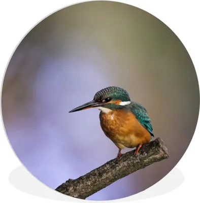Produktbild von MuchoWow® Rundes Wandbild - Runde Bilder Eisvogel-Fotodruck Ø 90 cm Kreis Wanddekoration Kunststoff - Wandkreis - Wandschmuck - Wand-Kreis - Wohnzimmer - Bild - Runde - Wanddeko - Dibond - Kunstdrucke