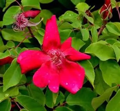 Image de Rosa chinensis 'Sanguinea' / Rosier de Chine rouge