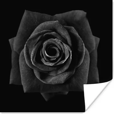 Produktbild von MuchoWow® Poster Rose - Rosenblütenblätter - Schwarz 75x75 cm - Wand Dekoration