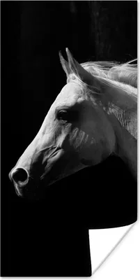 Produktbild von MuchoWow® Poster Pferde - Tiere - Porträt 20x40 cm