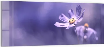 Produktbild von DEQORI Glasbild Echtglas 125x50 cm 'Lilablütenzauber' Wandbild Bild modern Deko