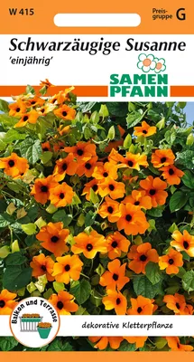 Artikelbild 1 von 'Schwarzäugige Susanne Thunbergia' aus der Kategorie Schwarzäugige Susanne Samen