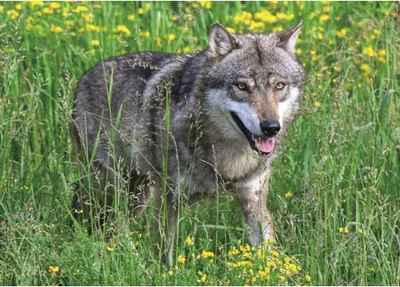 Image de Ravensburger 12001606, 1000 pièces, Animaux