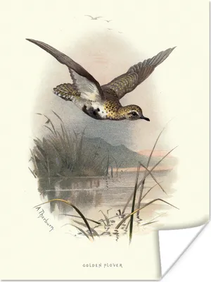 Produktbild von MuchoWow® Poster Antiker Vogeldruck Goldregenpfeifer 90x120 cm - Wohnzimmer
