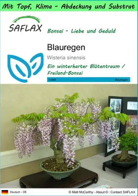 Produktbild von SAFLAX Garden to go - Blauregen - Wisteria sinensis - 4 Samen - Mit Topf, Klima - Deckel und Anzuchtsubstrat
