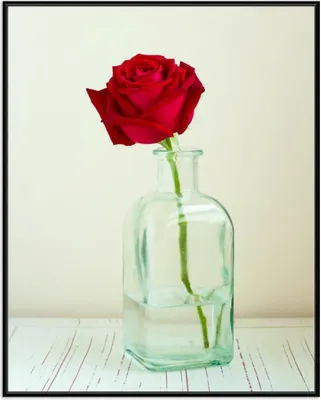 Produktbild von Wallario Wandbild Rote Rose in Glasvase, Größe: 40,30 x 50,30 cm, Poster mit schwarzem Aluminiumrahmen