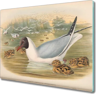 Produktbild von Coloray Hackbrett Kochplattenabdeckung Herdabdeckplatte 60x52 cm Schneidebrett Küchenbrett - Vögel Tiere