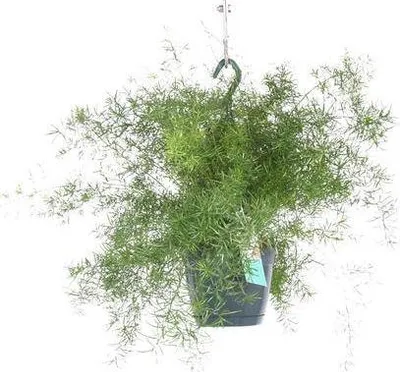Obrázek produktu pro Asparagus Sprengeri – závěsná pokojová rostlina, Ø 17 cm x 35 cm, Asparagus densiflorus, dekorace