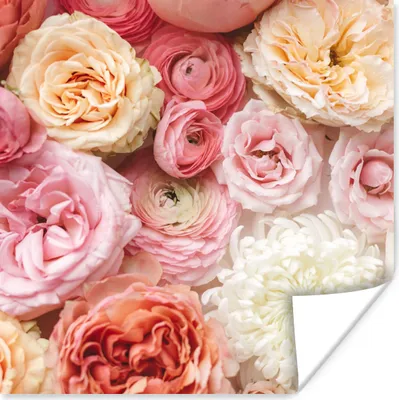 Produktbild von MuchoWow® Poster Blumen - Rosen - Rosa 75x75 cm - Wand Dekoration