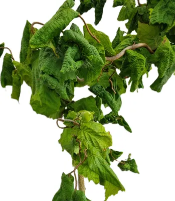 Produktbild von Korkenzieherhaselnuß 'Corylus avellana Contorta' essbare Nüsse 80 - 100 cm