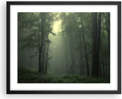 Produktbild von Gerahmtes Poster - Schwarzer Rahmen - Wald Nebel Baum - 50x40 cm - Wand Bild - Wanddeko - Wandbilder - Kunstposter - Wandposter - Bilderrahmen - Bilder - Kunstdruck - Wandbild - P2BAA50x40-3543