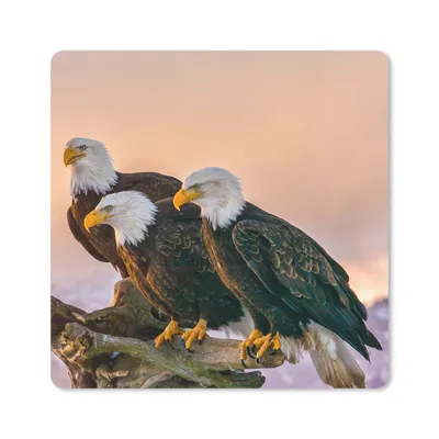 Produktbild von MuchoWow® Mauspad Mousepad Vögel - Natur - Raubvögel - Adler 20x20 cm - Mousepads - Maus Mat - Pad - Mausunterlage - Desk Mat - Bureauartikeln