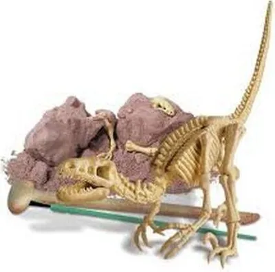 Produktbild von Dinosaurier-Skelett - Velociraptor