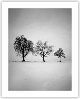 Produktbild von Poster - Poster ohne Rahmen - Winter Bäume Schnee - 40x50 cm - Wand Bild - Wanddeko - Wandbilder - Kunstposter - Wandposter - Bilder - Kunstdruck - Wanddekoration - Wandbild - P2XPA40x50-4958