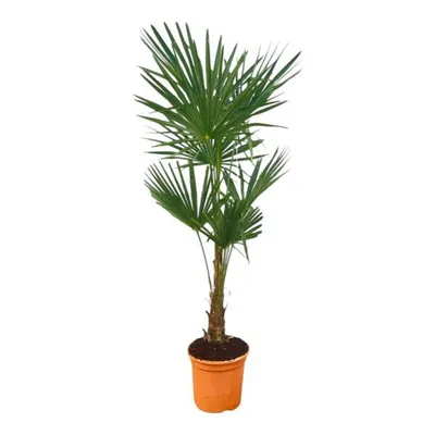 Obrázok produktu pre Everyplants Trachycarpus Fortuneii - 160 cm, Ø27 cm