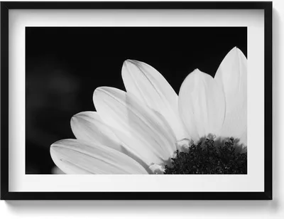 Produktbild von Gänseblümchenblüten in Schwarz-Weiß– Wandbild mit Rahmen – Gerahmtes Bild  – Wanddekoration – 70x50 cm –  Schwarz Rahmen