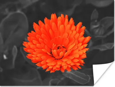Produktbild von MuchoWow® Poster Blumen - Orange - Schwarz - Weiß 40x30 cm - Plakate für die Wände - Poster Wohnzimmer