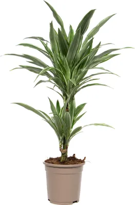 Produktbild von Dracaena deremensis White Stripe, im 17cm Topf, Drachenbaum, Höhe ca. 60cm