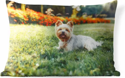 Produktbild von MuchoWow® Outdoor Kissen - Liebenswerter Yorkshire Terrier im grünen Gras liegend - 60x40 cm - Wetterfest - Lounge Kissen - Zierkissen - Kissen für Innenräume