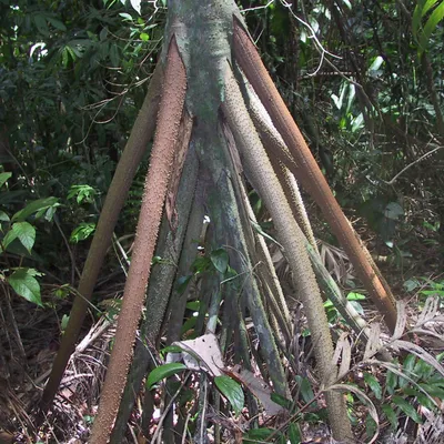 Image de Palmier errant (Socratea exorrhiza)  - 1 graine germée