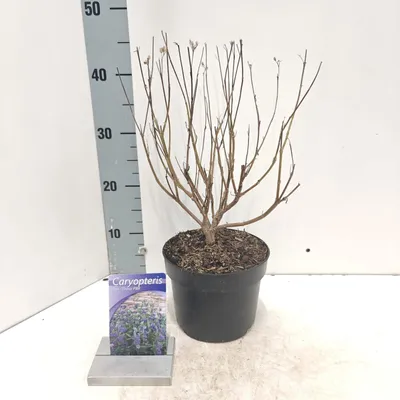 Immagine prodotto di Caryopteris cland. 'Thetis' PBR - Caryopteris | 30-40 cm in vaso