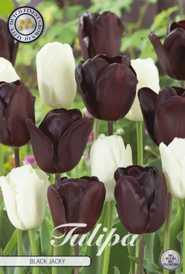Produktbild von Tulpe Black Jacky (10 Stück) | Tulpenzwiebeln von Sam van Schooten